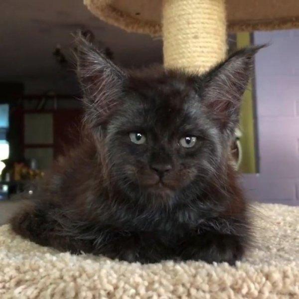 İnsan yüzlü kedi Valkyrie