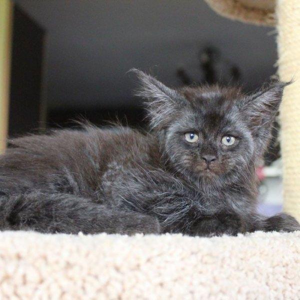 İnsan yüzlü kedi Valkyrie