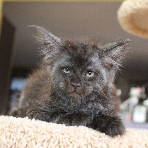 İnsan yüzlü kedi Valkyrie