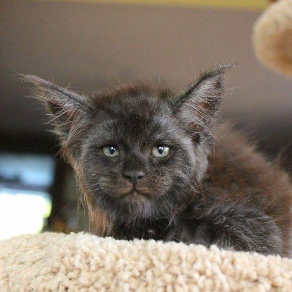 İnsan yüzlü kedi Valkyrie