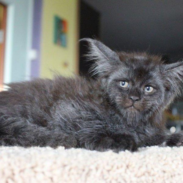 İnsan yüzlü kedi Valkyrie