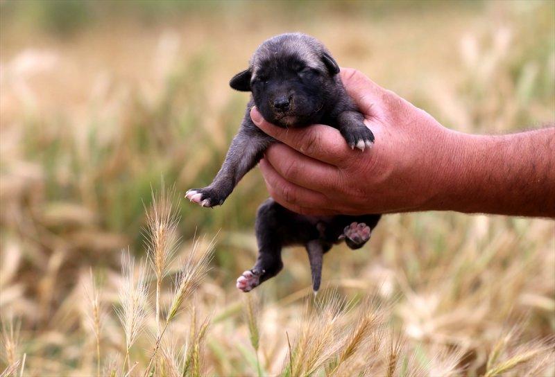 'Sadık dost' Kangal köpeklerine ilgi arttı