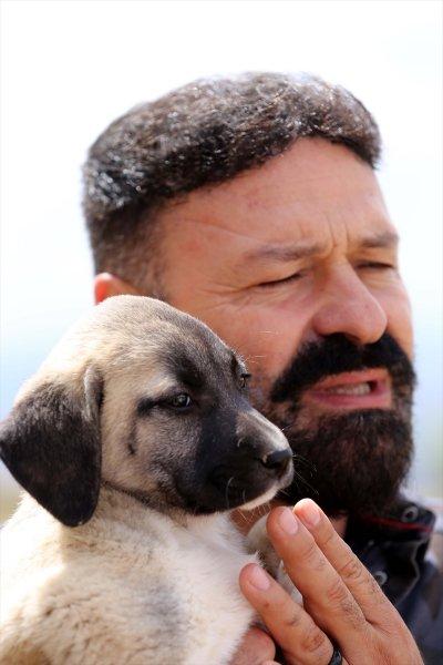 'Sadık dost' Kangal köpeklerine ilgi arttı