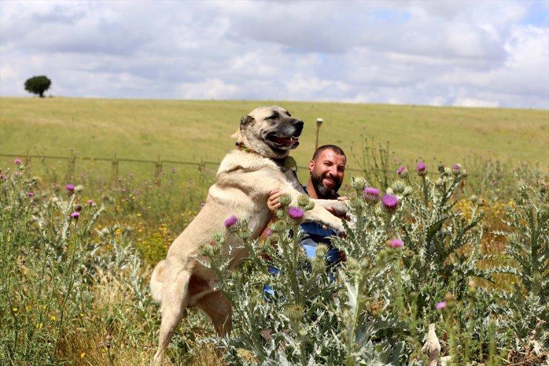 'Sadık dost' Kangal köpeklerine ilgi arttı