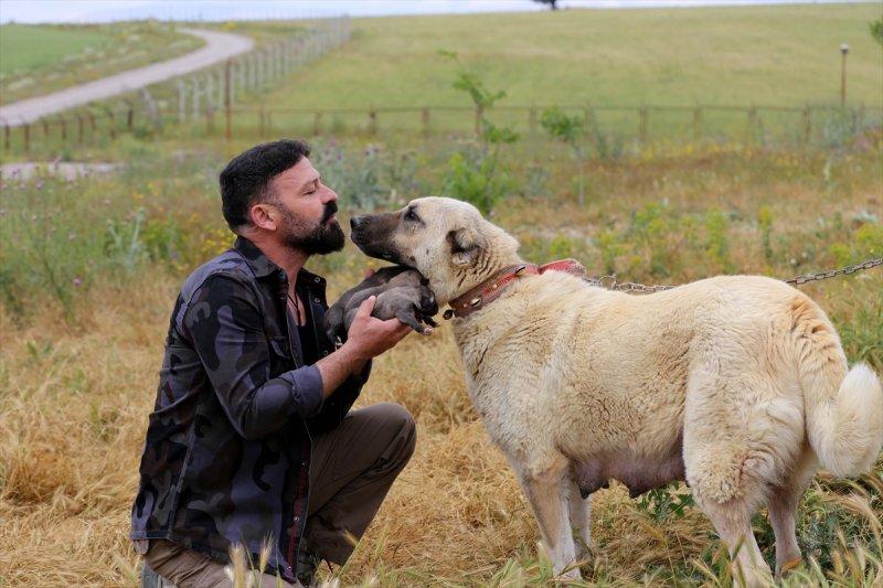 'Sadık dost' Kangal köpeklerine ilgi arttı