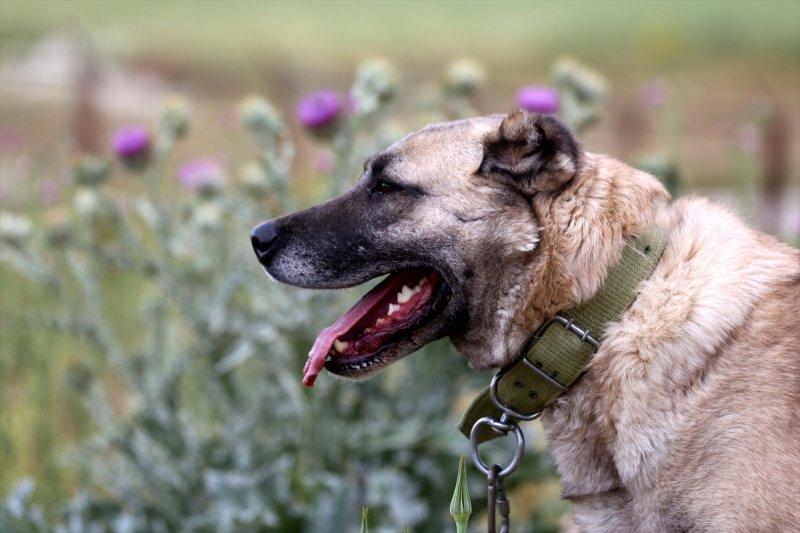 'Sadık dost' Kangal köpeklerine ilgi arttı