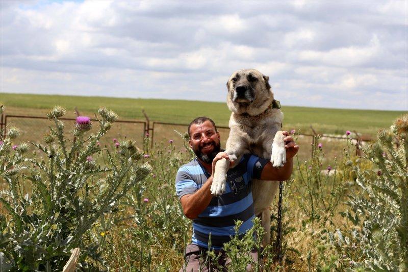 'Sadık dost' Kangal köpeklerine ilgi arttı
