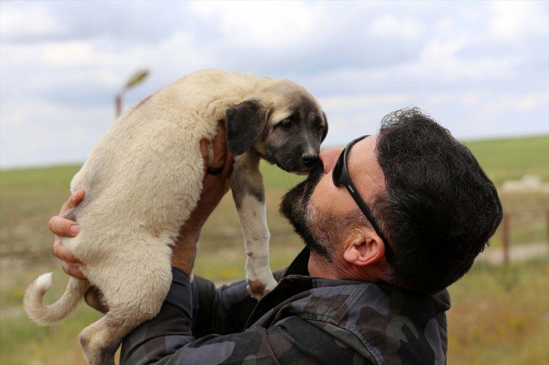'Sadık dost' Kangal köpeklerine ilgi arttı