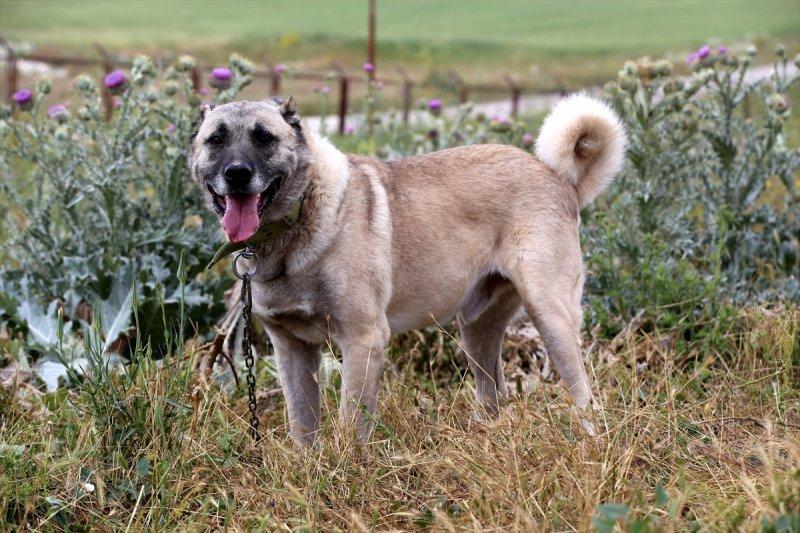 'Sadık dost' Kangal köpeklerine ilgi arttı