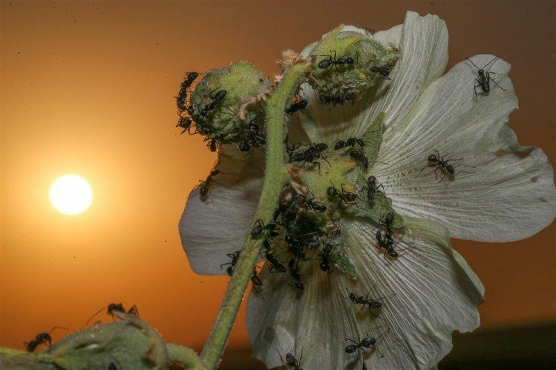 Karıncaların gözlerden uzakta yaşamı