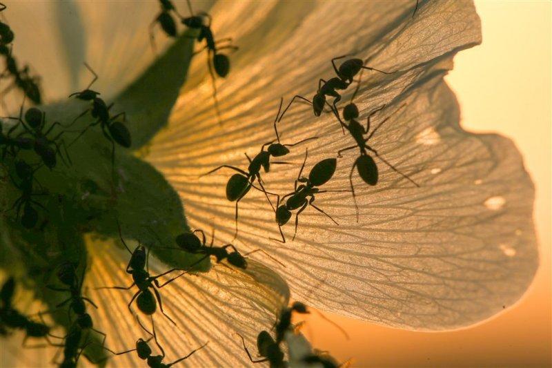 Karıncaların gözlerden uzakta yaşamı