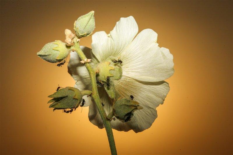 Karıncaların gözlerden uzakta yaşamı