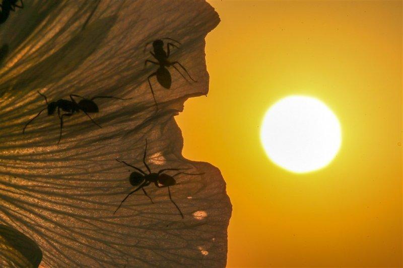 Karıncaların gözlerden uzakta yaşamı
