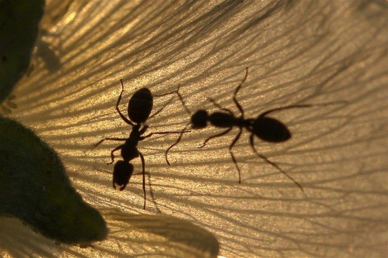 Karıncaların gözlerden uzakta yaşamı