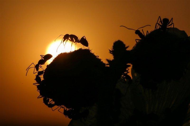 Karıncaların gözlerden uzakta yaşamı