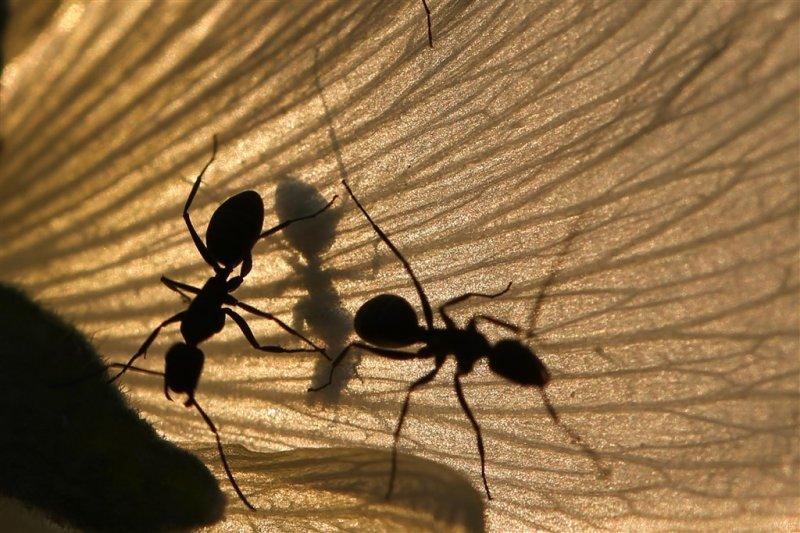 Karıncaların gözlerden uzakta yaşamı