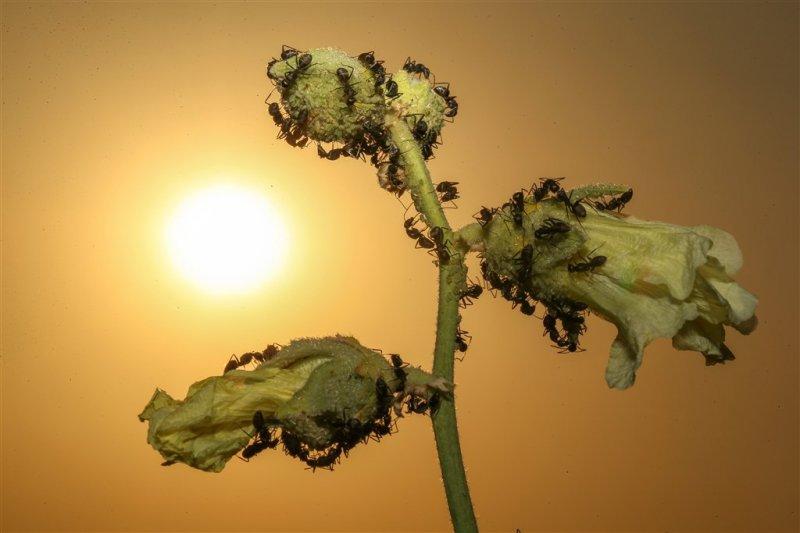 Karıncaların gözlerden uzakta yaşamı