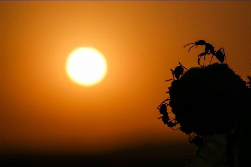 Karıncaların gözlerden uzakta yaşamı
