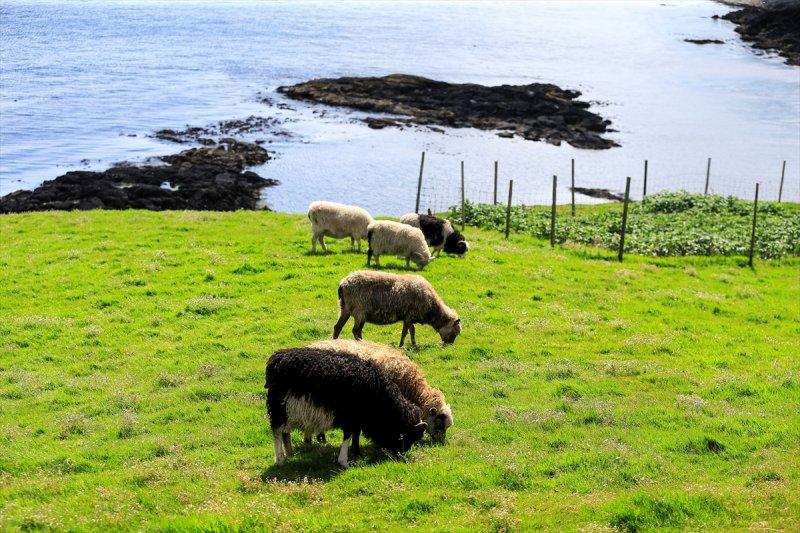 Yeşil ve mavinin buluştuğu yer: Faroe Adaları