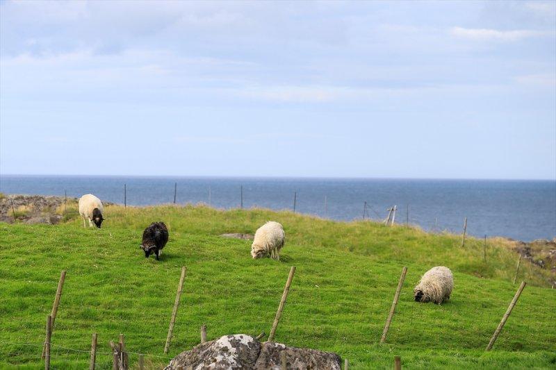 Yeşil ve mavinin buluştuğu yer: Faroe Adaları