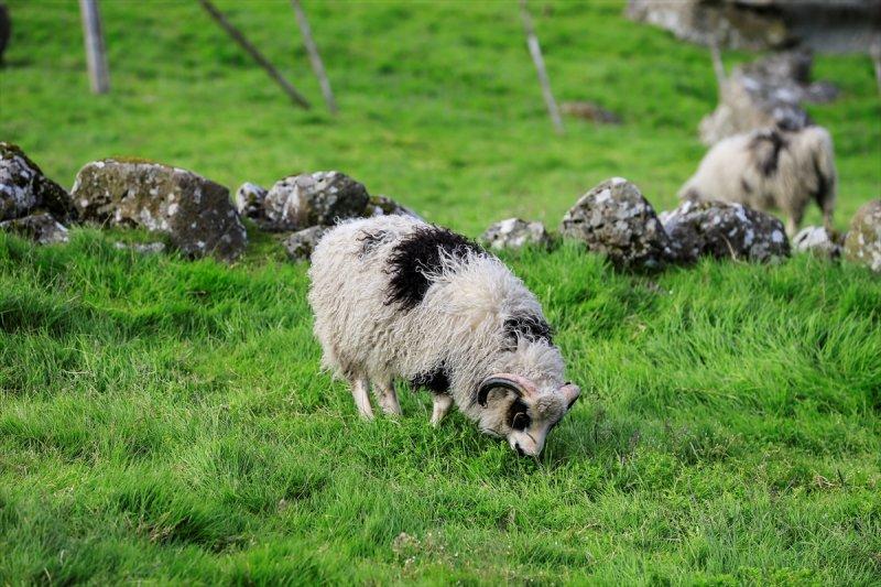Yeşil ve mavinin buluştuğu yer: Faroe Adaları