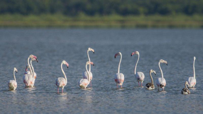 Karacabey Longozu'ndaki sonbahar göçü