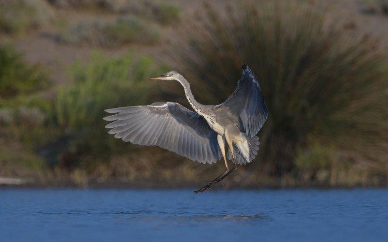 Karacabey Longozu'ndaki sonbahar göçü
