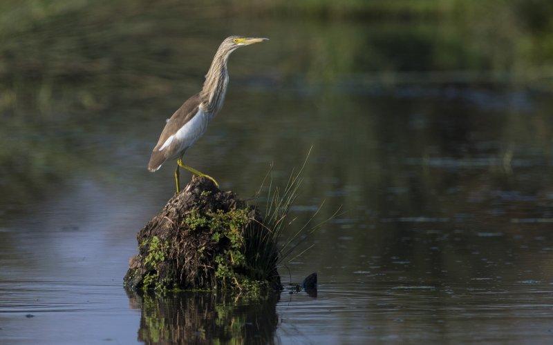 Karacabey Longozu'ndaki sonbahar göçü
