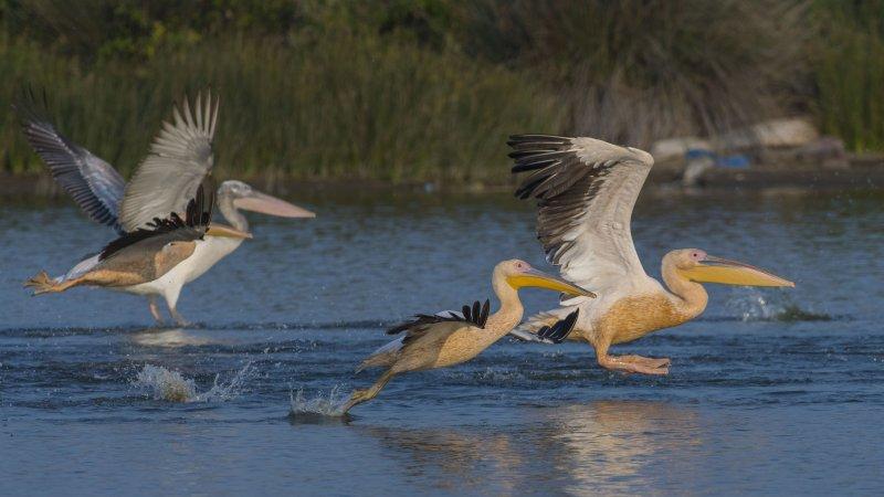 Karacabey Longozu'ndaki sonbahar göçü