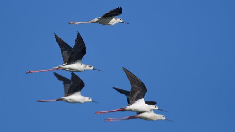 Karacabey Longozu'ndaki sonbahar göçü
