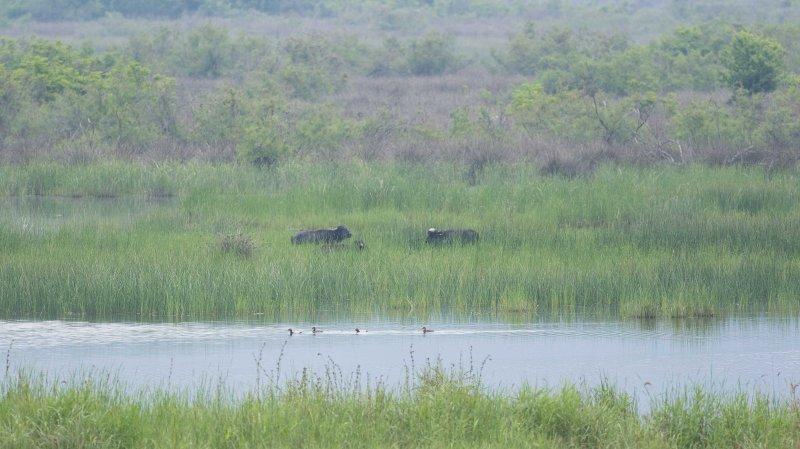 Karacabey Longozu'ndaki sonbahar göçü