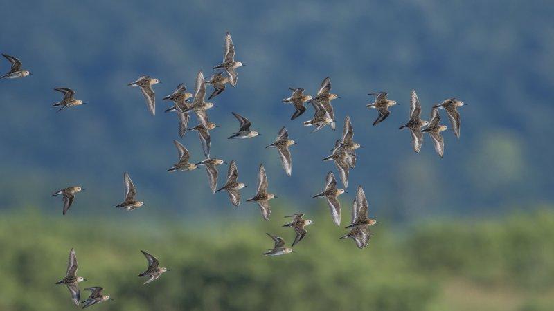 Karacabey Longozu'ndaki sonbahar göçü