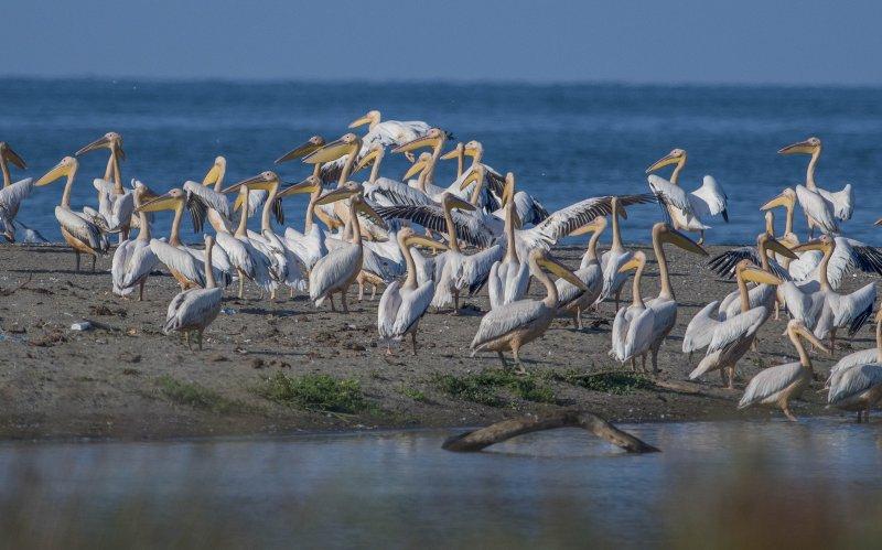 Karacabey Longozu'ndaki sonbahar göçü
