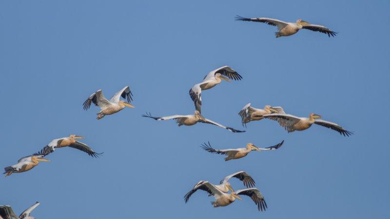 Karacabey Longozu'ndaki sonbahar göçü