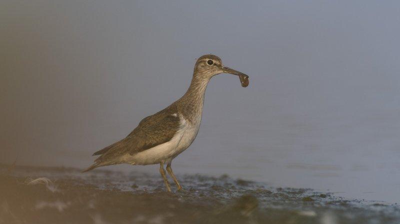 Karacabey Longozu'ndaki sonbahar göçü