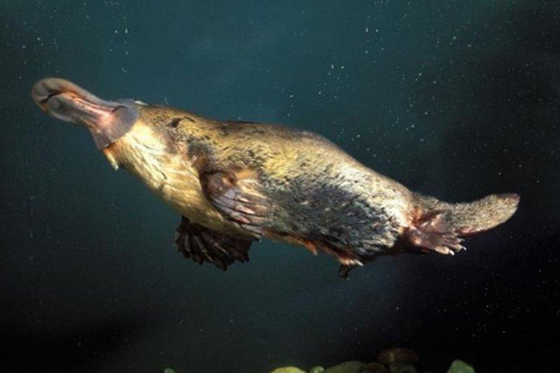 Dünyanın en ilginç hayvanı: Ornitorenk