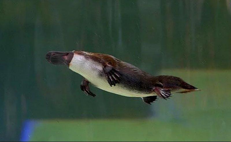 Dünyanın en ilginç hayvanı: Ornitorenk