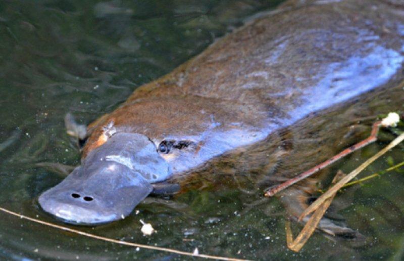 Dünyanın en ilginç hayvanı: Ornitorenk