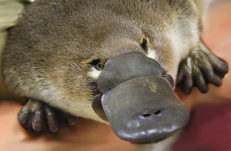 Dünyanın en ilginç hayvanı: Ornitorenk