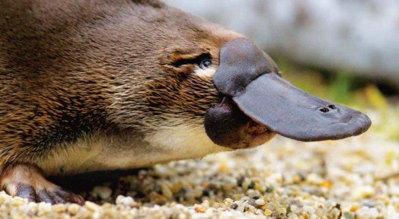 Dünyanın en ilginç hayvanı: Ornitorenk