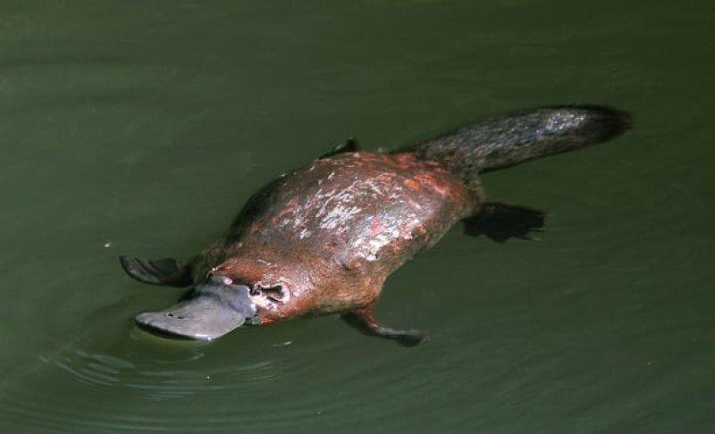 Dünyanın en ilginç hayvanı: Ornitorenk