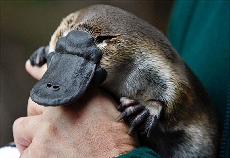 Dünyanın en ilginç hayvanı: Ornitorenk