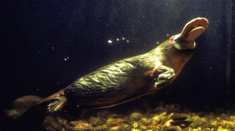 Dünyanın en ilginç hayvanı: Ornitorenk