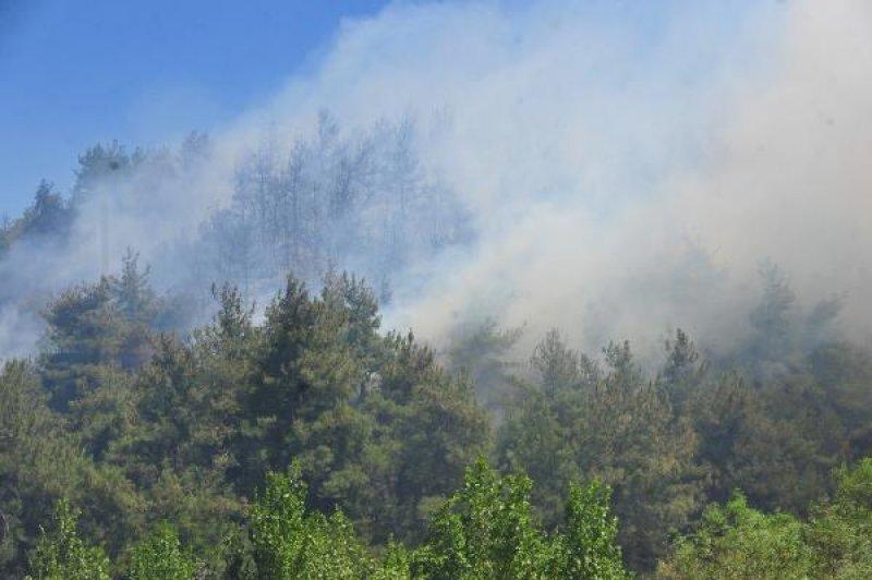 Bursa'da orman yangını
