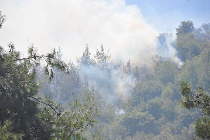 Bursa'da orman yangını