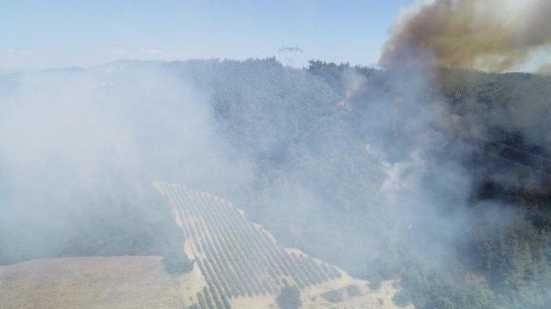 Bursa'da orman yangını