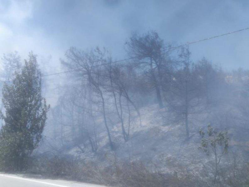 Bursa'da orman yangını