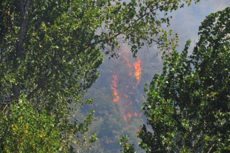 Bursa'da orman yangını