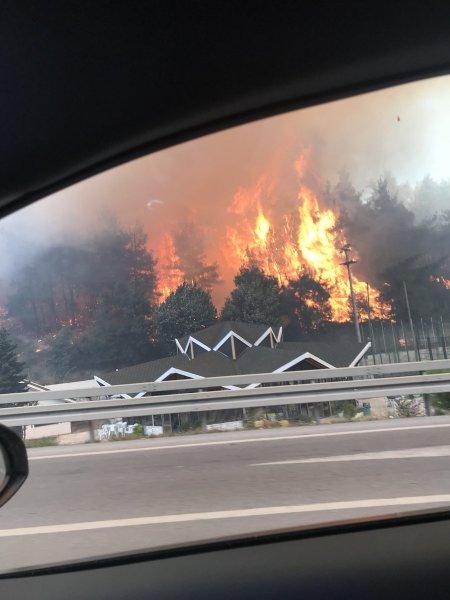Bursa'da orman yangını