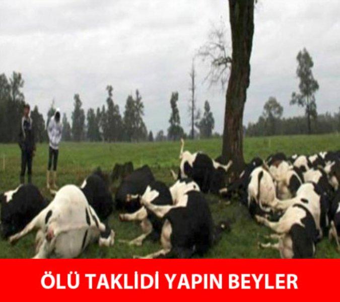 Kurban Bayramı ile ilgili yapılmış komik capsler